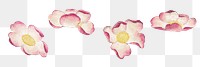 Vintage mallow flower png sticker set, remix from artworks by Zhang Ruoai