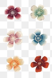 Sweet William flower png sticker set, remix from artworks by Zhang Ruoai