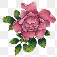 Vintage Chinese rose flower png design element, remix from artworks by Zhang Ruoai