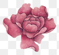 Chinese pink rose flower png design element, remix from artworks by Zhang Ruoai