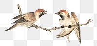 Chinese sparrow bird png design element, remix from artworks by Zhang Ruoai