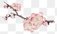 Chinese plum blossom png design element, remix from artworks by Zhang Ruoai