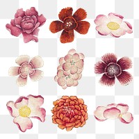 Chinese pink flower png set, remix from artworks by Zhang Ruoai
