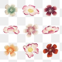 Chinese flower png mallow and Sweet William sticker set, remix from artworks by Zhang Ruoai
