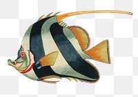 Vintage fish png sticker, aquatic animal surreal illustration, remix from the artwork of Louis Renard