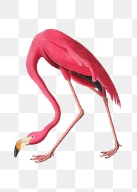 Flamingo png sticker from John James Audubon's American Flamingo, tropical illustration on transparent background, remastered by rawpixel