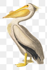 White pelican bird png sticker from John James Audubon's American White Pelican, vintage collage element on transparent background, remastered by rawpixel