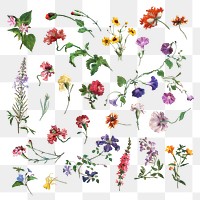 Flower png hand drawn sticker, remixed from artworks by Jacques-Laurent Agasse