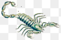 Scorpio png sticker, vintage astrological sign, remix from the artwork of Sidney Hall
