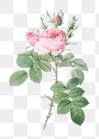 Vintage rose of perfume transparent png