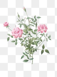 Vintage blooming dwarf rosebush transparent png