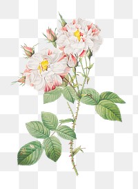 Vintage blooming various roses transparent png