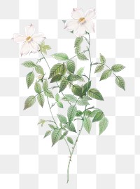 Rosebush with sharp petals transparent png