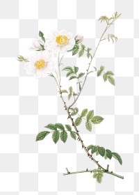 Vintage blooming field rose transparent png