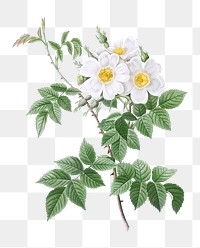 Short-styled rose with yellow and white flowers transparent png