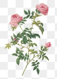 Rose of the hedges transparent png