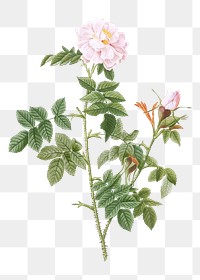 Pale pink flower transparent png