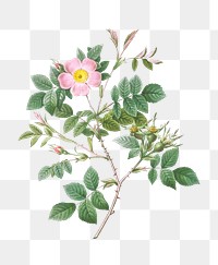 Blooming malmedy rose transparent png