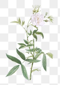 White rose of York transparent png