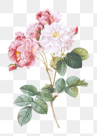 Blooming pink rosebush transparent png
