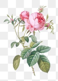 Vintage rose de mai transparent png