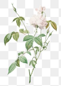 Bengal rose with white flowers transparent png