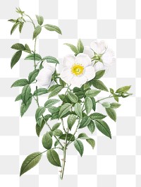 White rose of snow transparent png