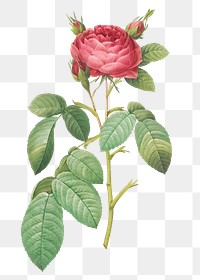 Vintage rose of Provins transparent png