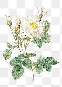 Vintage white rose of York transparent png