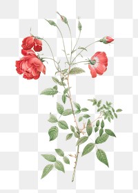 Vintage blooming red rose transparent png