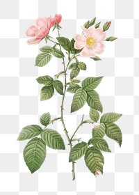 Rosebush with bramble leaves transparent png