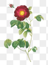 Simple-flowered French rose transparent png