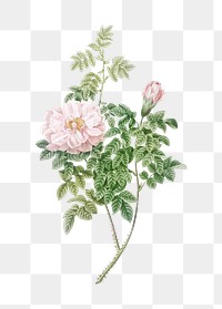 Vintage blooming ventenat&#39;s rose transparent png