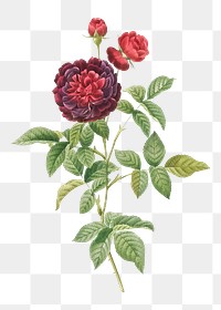 Vintage blooming guerin&#39;s rose transparent png