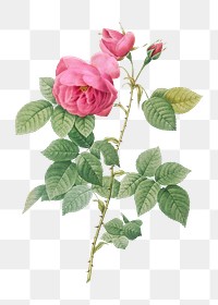 Vintage blooming bourbon rose vector