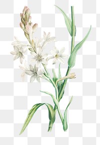 Vintage white tuberose transparent png