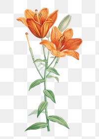 Vintage orange bulbous lily transparent png