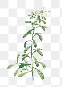 Vintage cluster of small white flowers transparent png