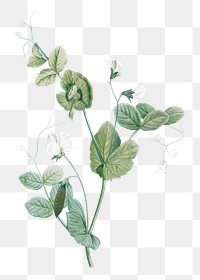 Vintage white lolliradio pea flower transparent png