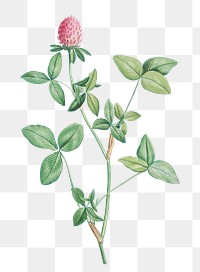 Vintage clover flower transparent png