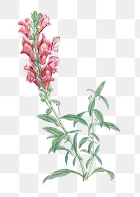 Vintage dragon flowers plant transparent | Premium PNG Sticker - rawpixel
