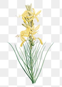 Vintage yellow asphodel plant transparent png