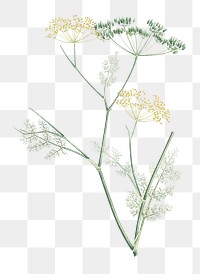 Vintage fennel flowering plant transparent png