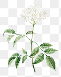 Vintage elderflowers plant transparent png