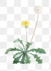 Vintage dandelion flowering plant transparent png