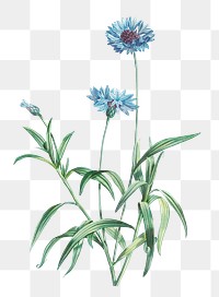 Vintage blue flowers transparent png