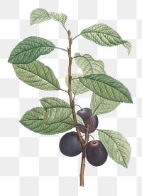 Vintage prune fruit transparent png