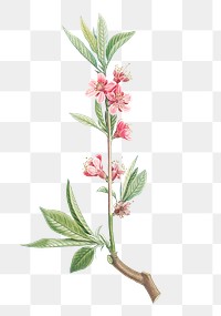 Vintage pink flower branch transparent png