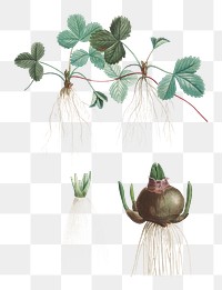 Vintage strawberry plant transparent png