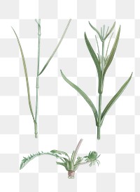 Vintage plant stems set transparent png